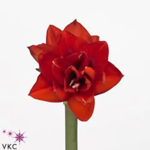 Amaryllis Krt.rot gefüllt Double King X10