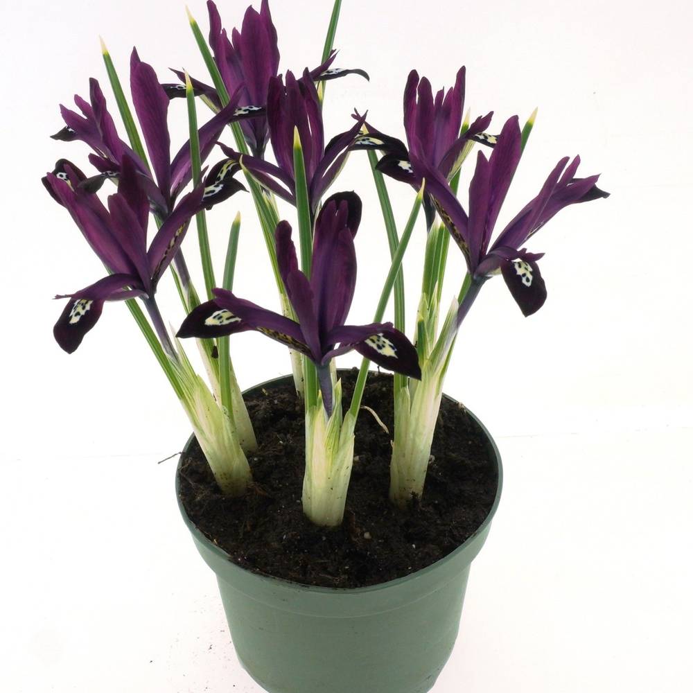 Iris lila T10 H014