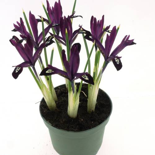 Iris lila T10 H014