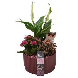 Spath.Arr PTHI5577 Herbst T16 H031