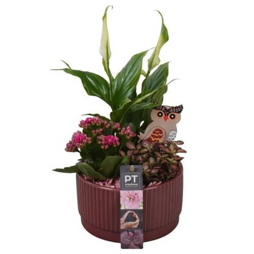 Spath.Arr PTHI5577 Herbst T16 H031