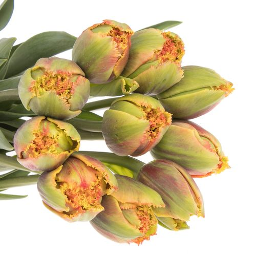 Franz.orange gezackt/doppel 70 Gramm 70cm