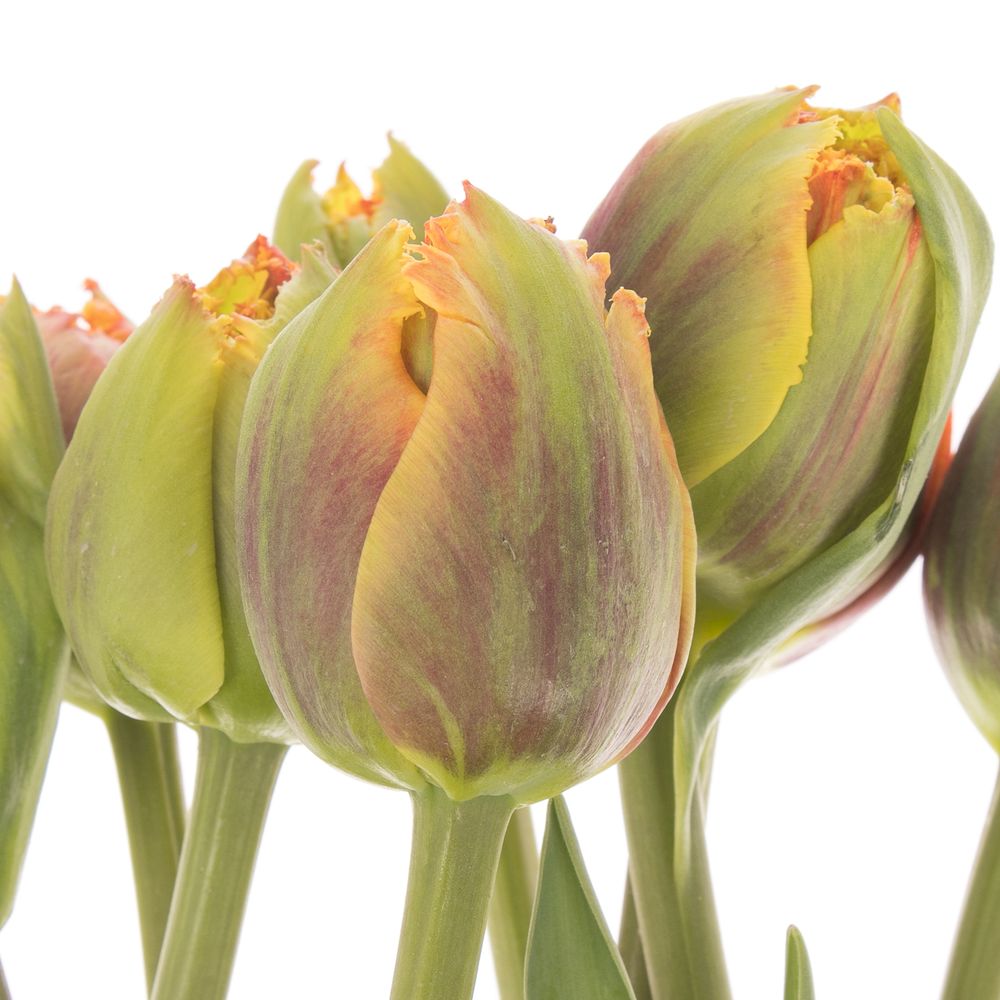 Franz.orange gezackt/doppel 70 Gramm 70cm