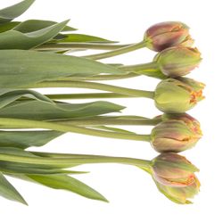 Franz.orange gezackt/doppel 70 Gramm 70cm