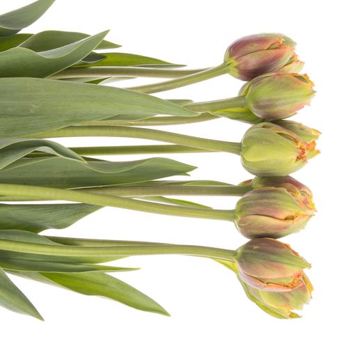 Franz.orange gezackt/doppel 70 Gramm 70cm