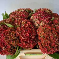 Hortensie rot/grün Royal Kiss classic Bol 18cm 50cm