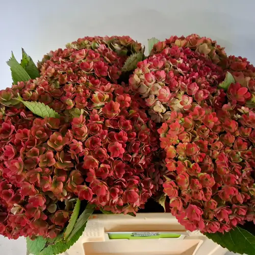 Hortensie rot/grün Royal Kiss classic Bol 18cm 50cm