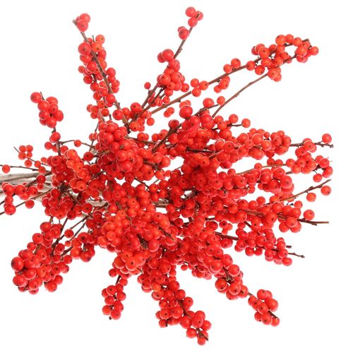 Ilex orange Magical Time 60cm