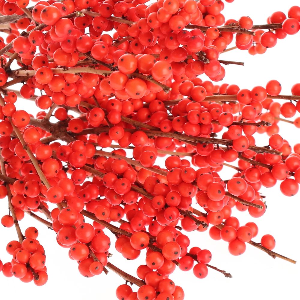 Ilex orange Magical Time 60cm