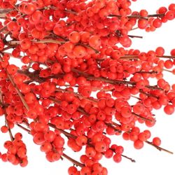 Ilex orange Magical Time 60cm