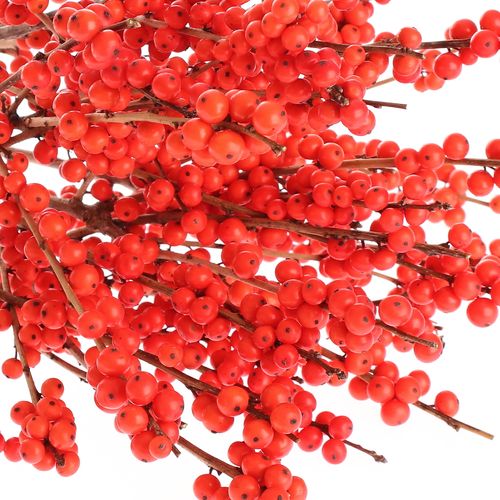 Ilex orange Magical Time 60cm
