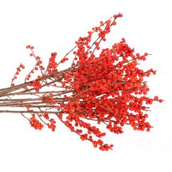 Ilex orange Magical Time 60cm