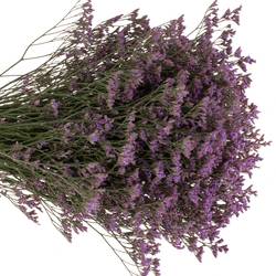 Limonium lila Safora Blue 60cm