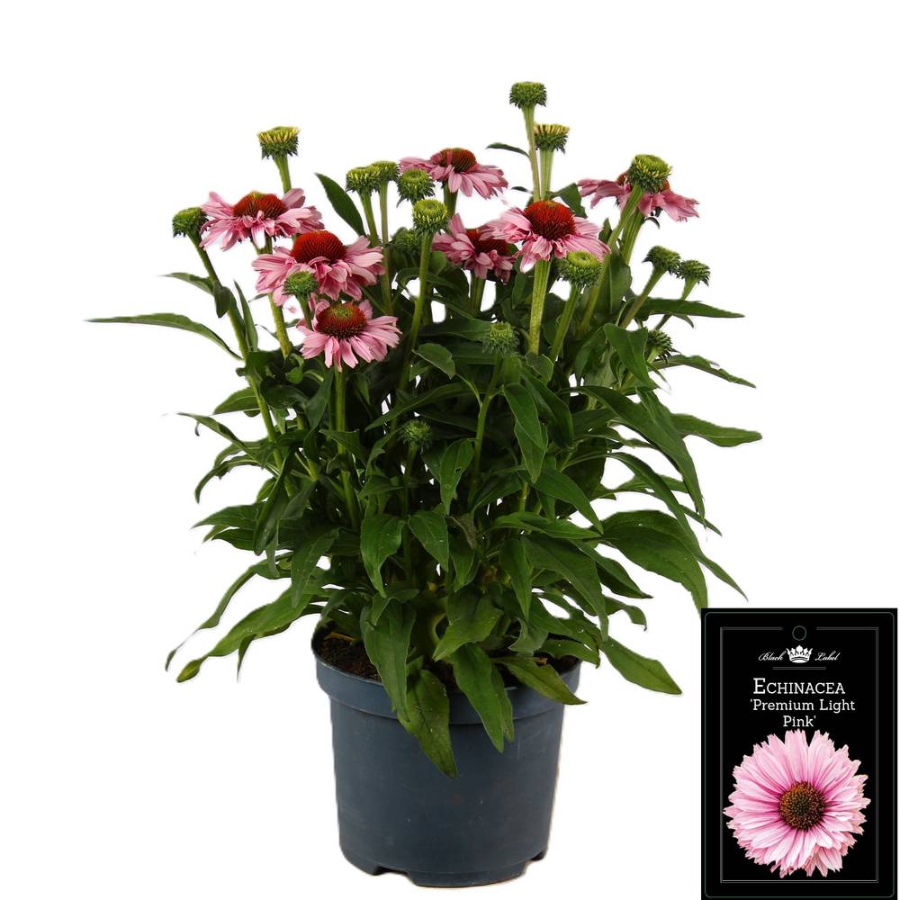 Echinacea rosa T19 H050
