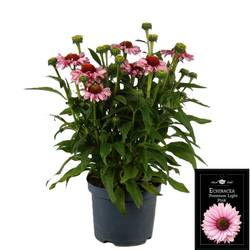 Echinacea rosa T19 H050