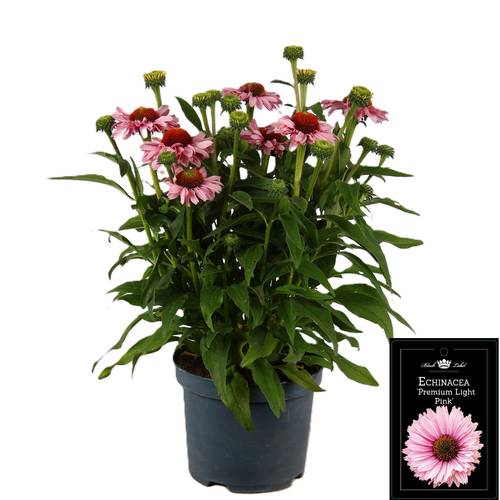 Echinacea rosa T19 H050