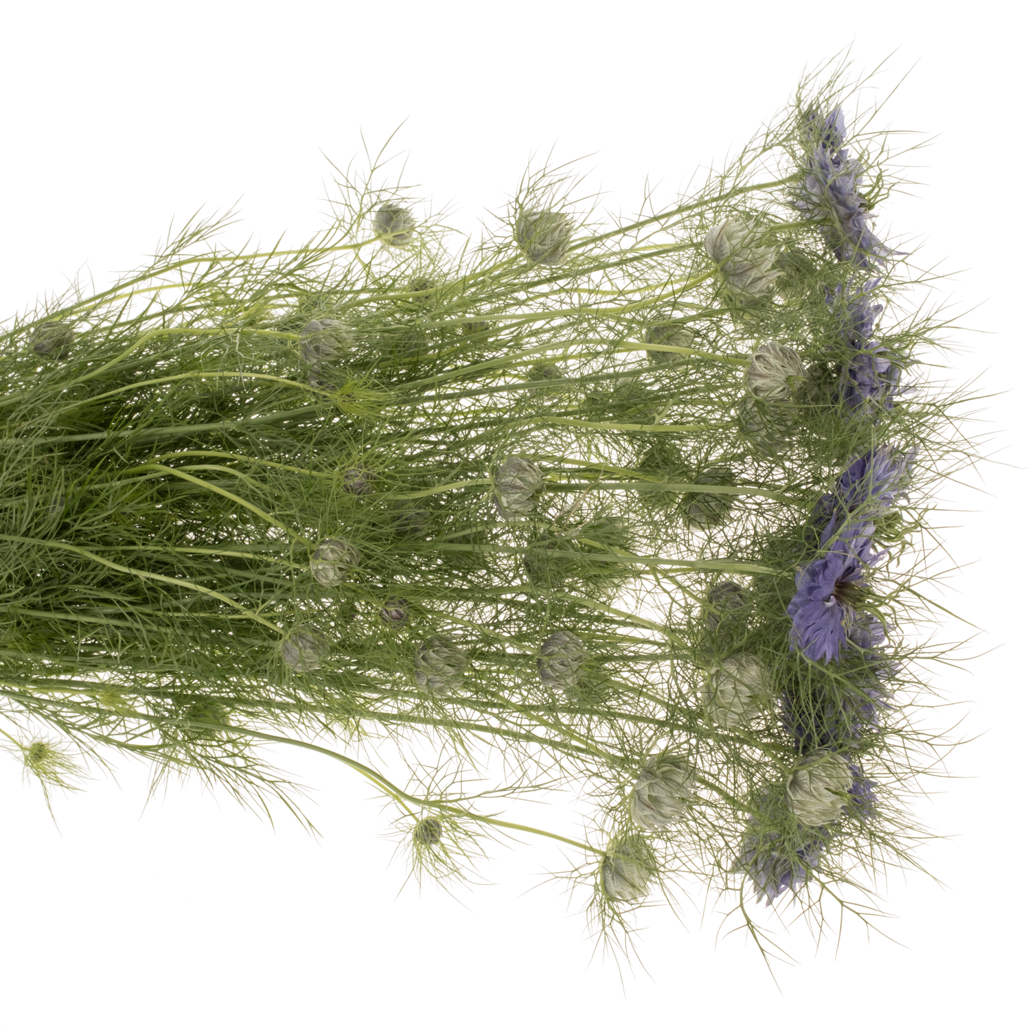 Nigella lila Purple Rain 75cm pro stiel