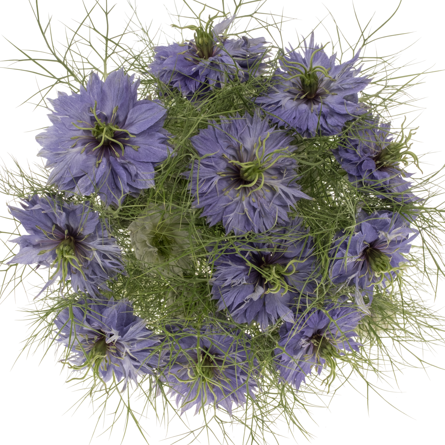 Nigella lila Purple Rain 75cm pro stiel