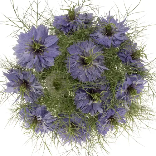 Nigella lila Purple Rain 75cm pro stiel