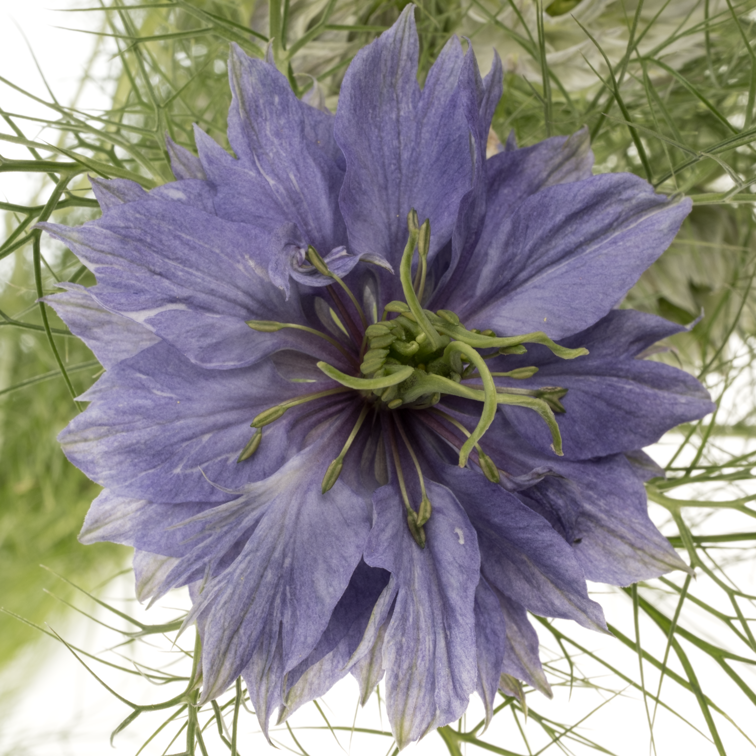 Nigella lila Purple Rain 75cm pro stiel
