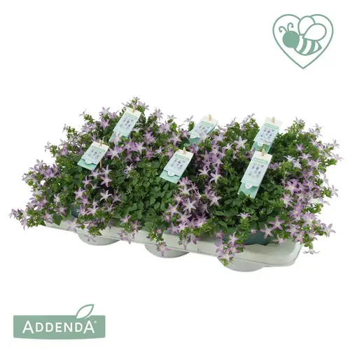 Campanula lila Adansa Pink T15 H025