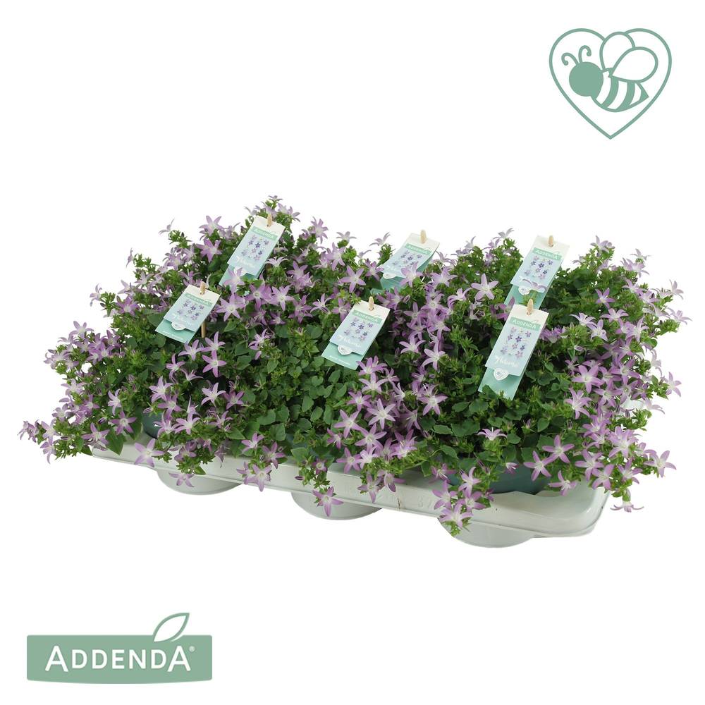 Campanula lila Adansa Pink T15 H025