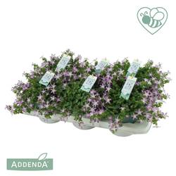 Campanula lila Adansa Pink T15 H025