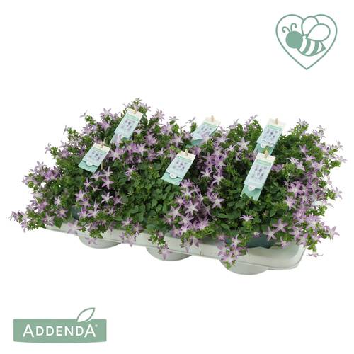 Campanula lila Adansa Pink T15 H025
