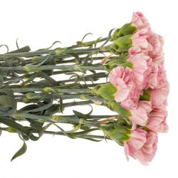 Nelke rosa Noosa 60cm