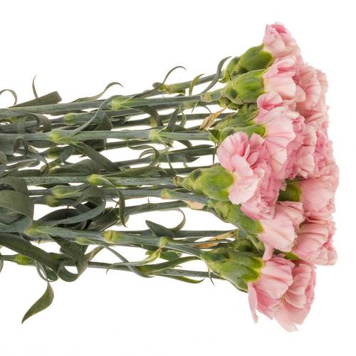 Nelke rosa Noosa 60cm