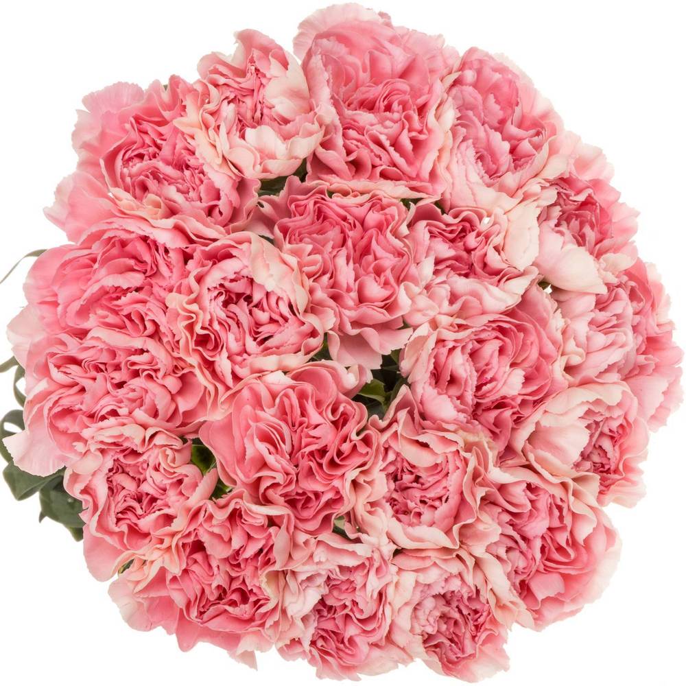 Nelke rosa Noosa 60cm