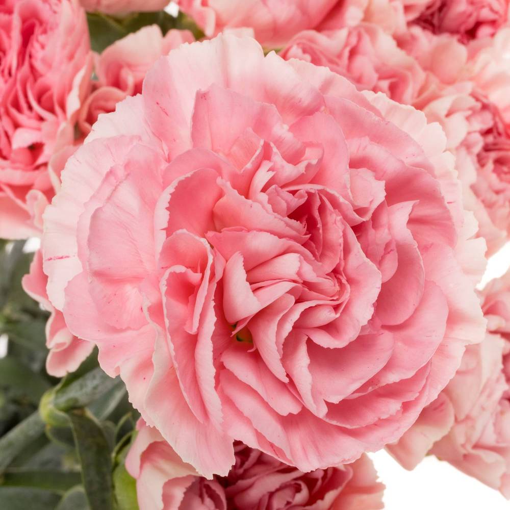 Nelke rosa Noosa 60cm