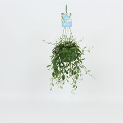 Codonanthe Crassifolia Ampel T14