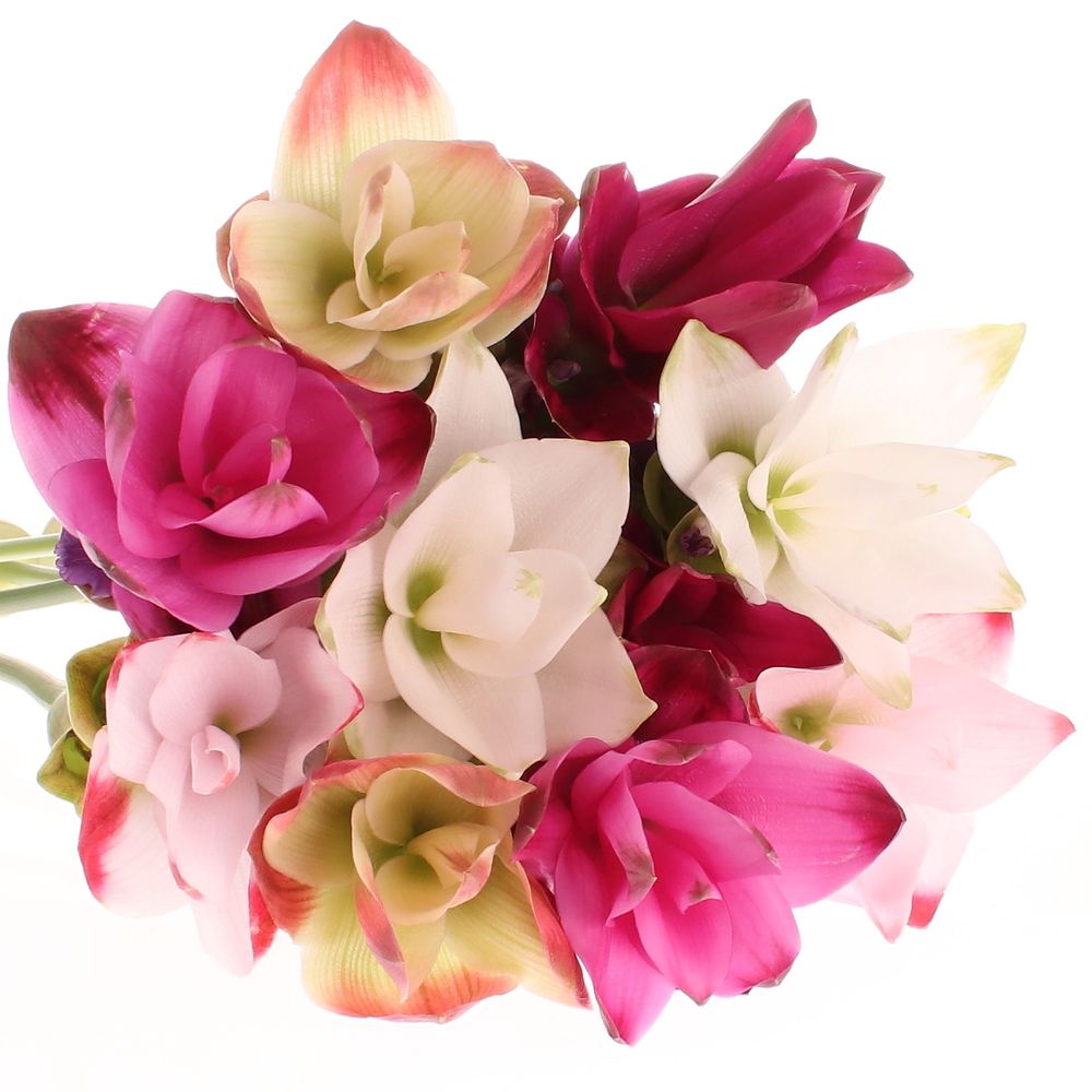 Curcuma mix 3x4 60cm (Nl)