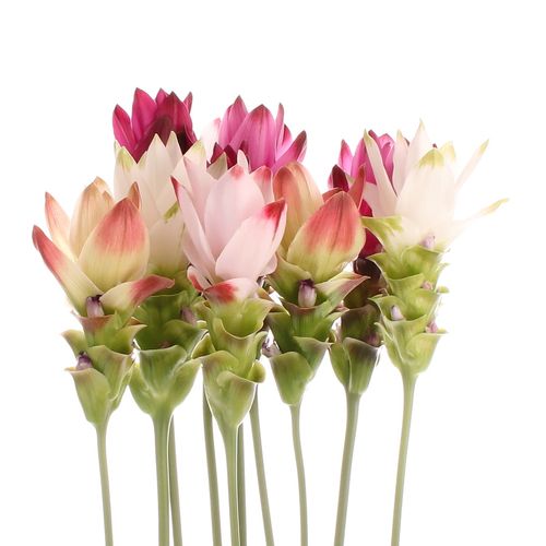 Curcuma mix 3x4 60cm (Nl)