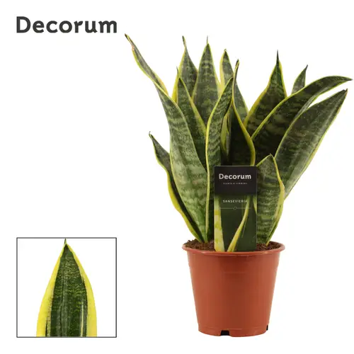 Sanseveria Superba T12 H035