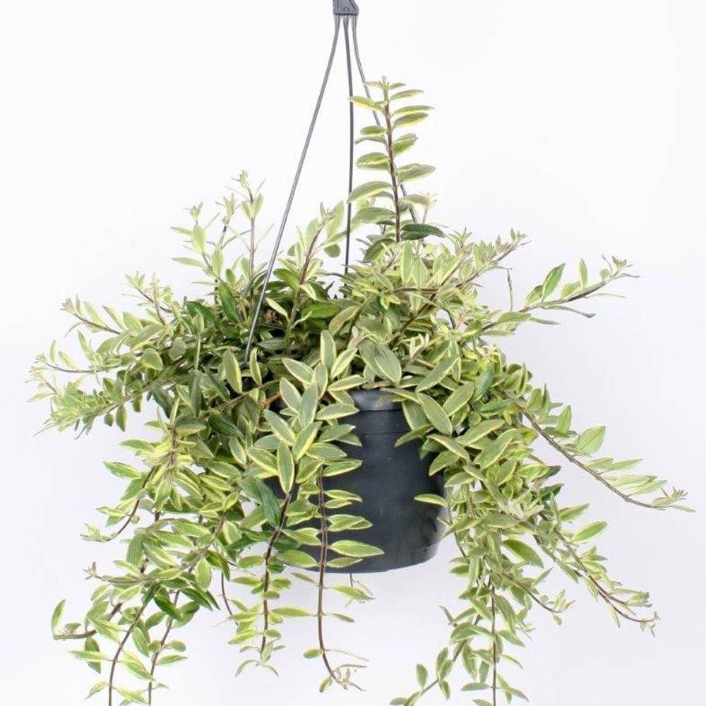 Aeschynanthus Bicolore Ampel T17