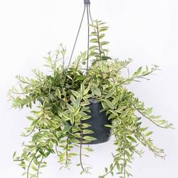 Aeschynanthus Bicolore Ampel T17