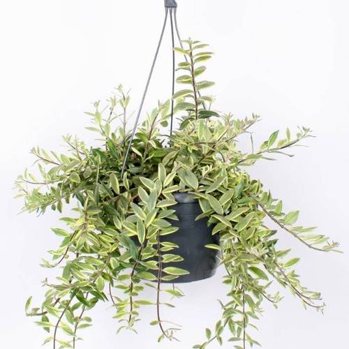 Aeschynanthus Bicolore Ampel T17