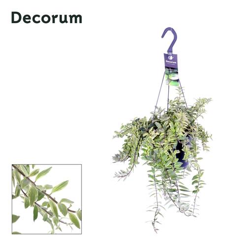 Aeschynanthus Bicolore Ampel T17