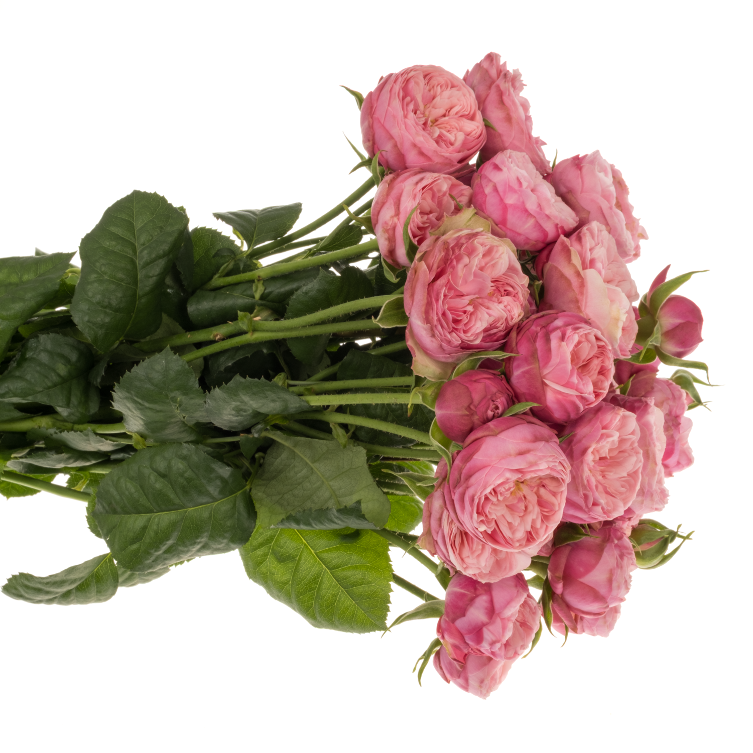Rose verzweigt rosa/apricot Roy Blush Joy Blüte 3+Blüte 50cm