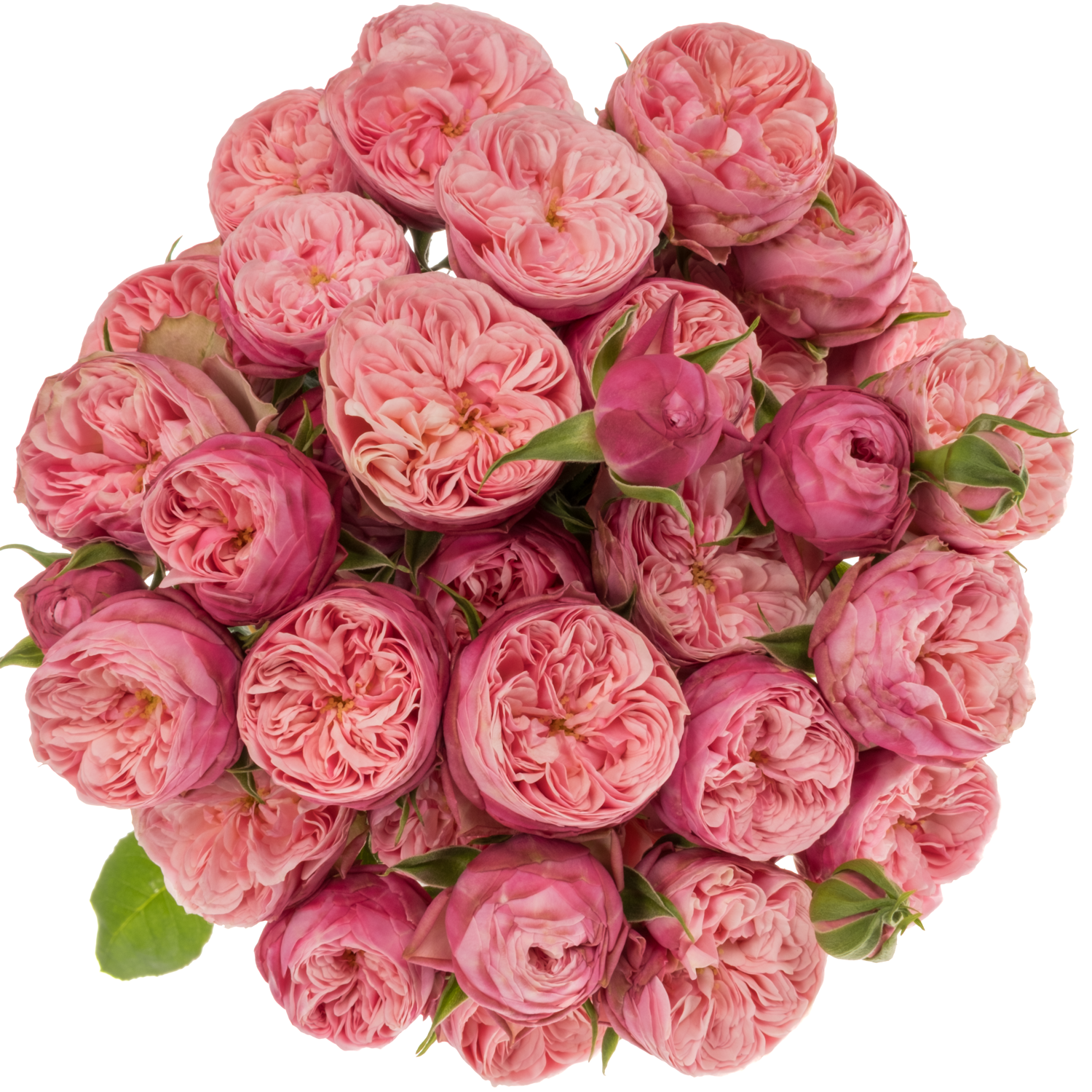 Rose verzweigt rosa/apricot Roy Blush Joy Blüte 3+Blüte 50cm
