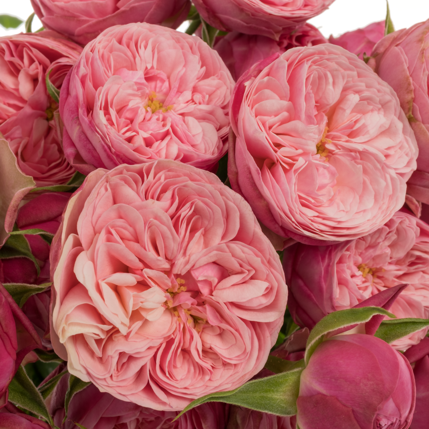 Rose verzweigt rosa/apricot Roy Blush Joy Blüte 3+Blüte 50cm