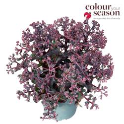 Sedum lila Seduction Soiree T19 H045