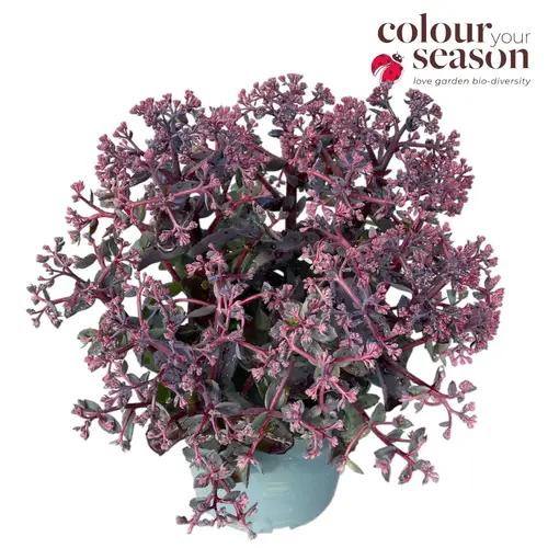 Sedum lila Seduction Soiree T19 H045