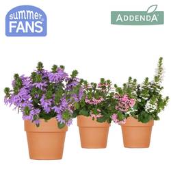 Scaevola mix im Terracotta Übertopf T12 H025