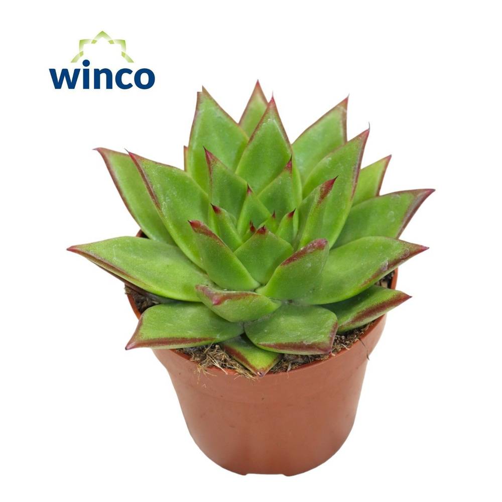 Echeveria Lipstick T08,5 H015