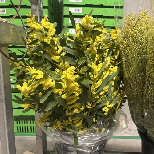 Mimosa gelb Chenille 70cm