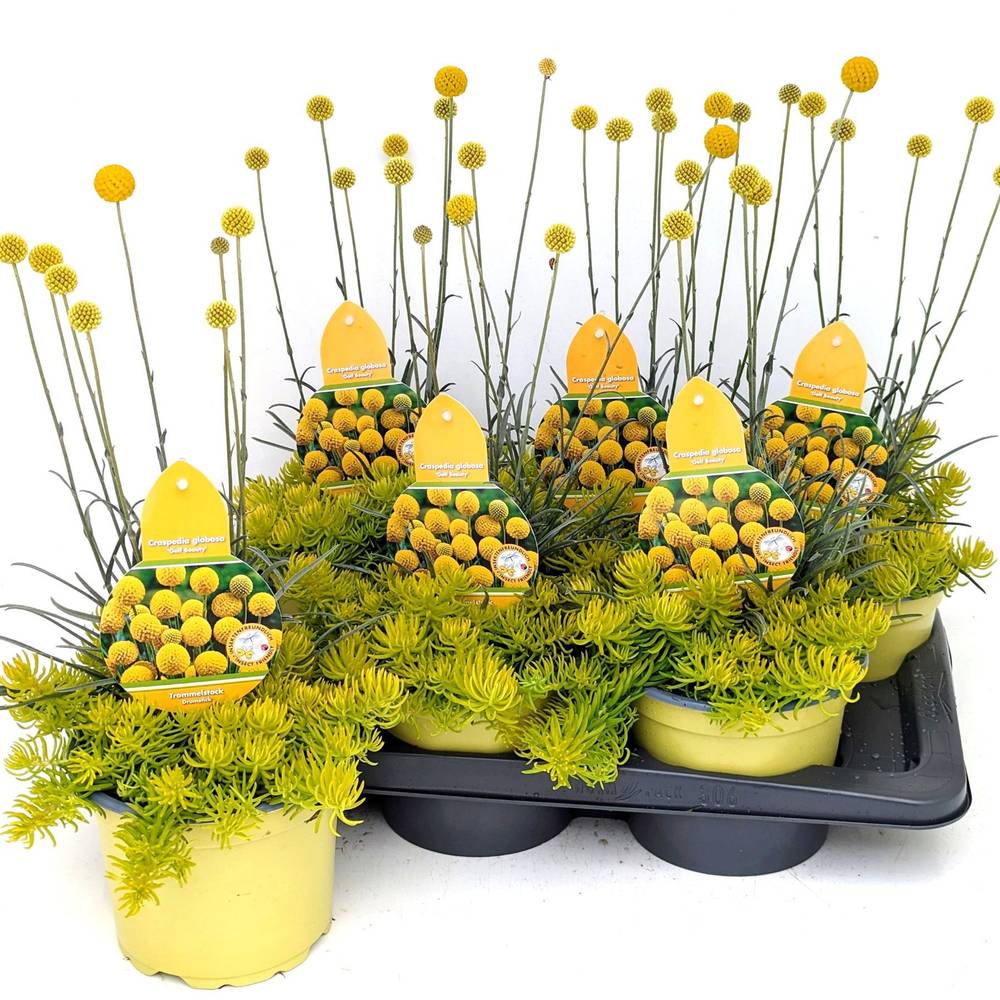 Craspedia Glob.+Sedum mix T17 H55
