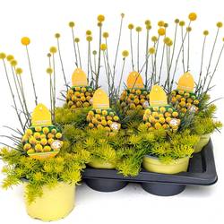 Craspedia Glob.+Sedum mix T17 H55